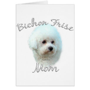 Bichon Frise Ma 2