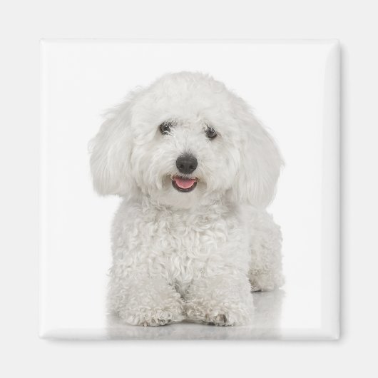 Bichon Frise Magnet (Devant)
