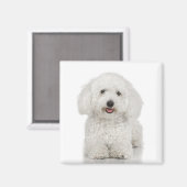 Bichon Frise Magnet Magneet (Voorkant / Achterkant)