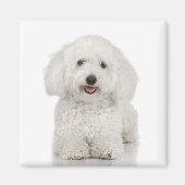Bichon Frise Magnet Magneet (Voorkant)