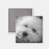 Bichon Frise Maltipoo Magneet (Voorkant / Achterkant)
