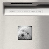 Bichon Frise Maltipoo Magneet (Insitu (Vaatwasser))
