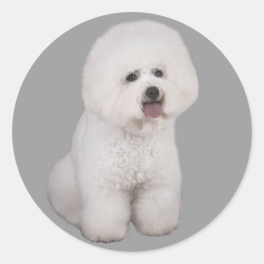 Bichon Frise Precious Sticker (Voorkant)