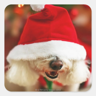 Bichon Frise pupil met kerstkleed Vierkante Sticker