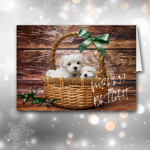 Bichon Frise Puppies dans le panier Carte de Noël