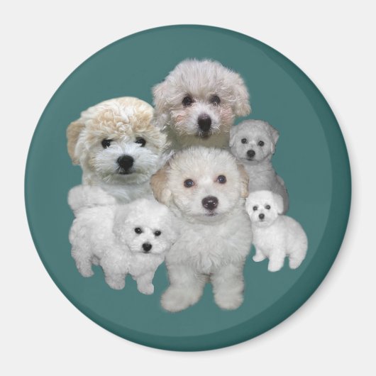 Bichon Frise Puppies Magnet (Devant)
