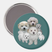 Bichon Frise Puppies Magnet Magneet (Voorkant / Achterkant)