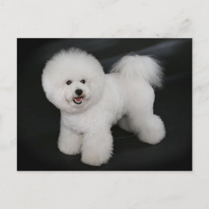 Bichon Frise Puppy Dog Blank Greeting Post Kaart