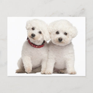 Bichon Frise Puppy Dog Blank Post Kaart