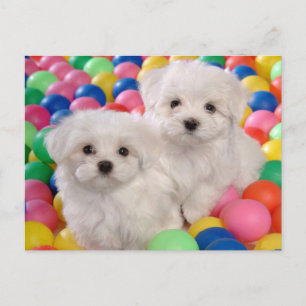 Bichon Frise Puppy Dog Blank Post Kaart