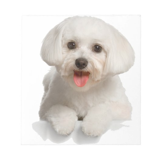 Bichon Frise Puppy Notitieblok (Voorkant)