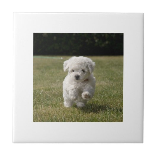 Bichon Frise Puppy Tile Tegeltje (Voorkant)