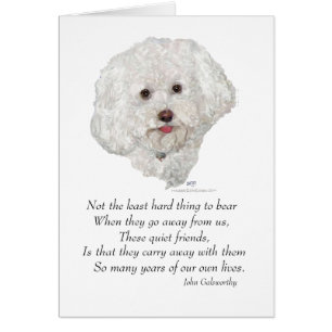 Bichon Frise Regenboogbrug