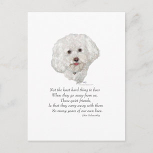 Bichon Frise Regenboogbrug Briefkaart