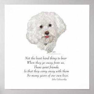 Bichon Frise Regenboogbrug Poster
