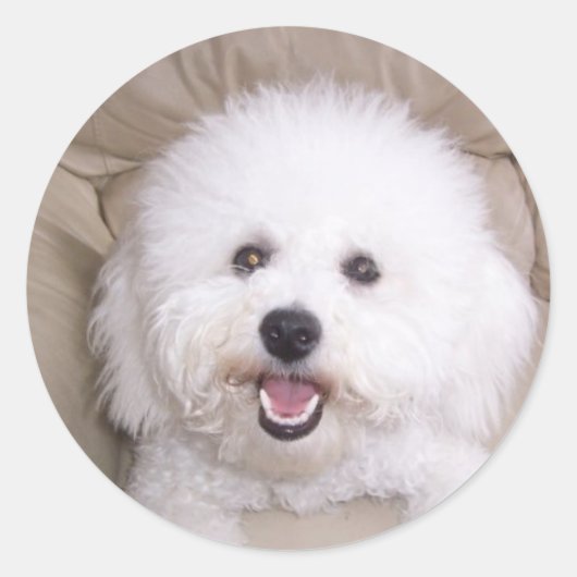 Bichon Frise Ronde Sticker (Voorkant)