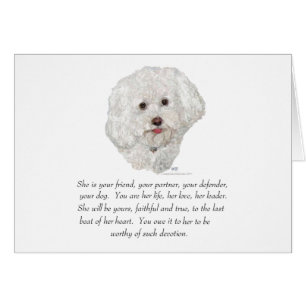 Bichon Frise Souvenir FEMELLE