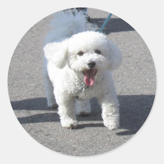 Bichon Frise Sticker Round (Devant)