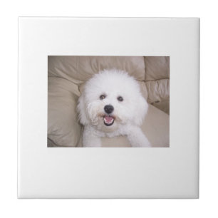 Bichon Frise Tile Tegeltje