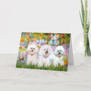 Bichon Frise Trio - Garden (VG) Kaart