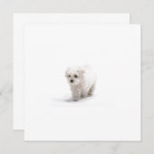 Bichon Frise Uitnodiging (Voorkant / Achterkant)