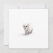 Bichon Frise Uitnodiging (Voorkant)