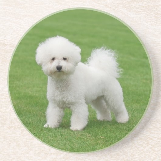 Bichon Frise Zandsteen Onderzetter (Voorkant)