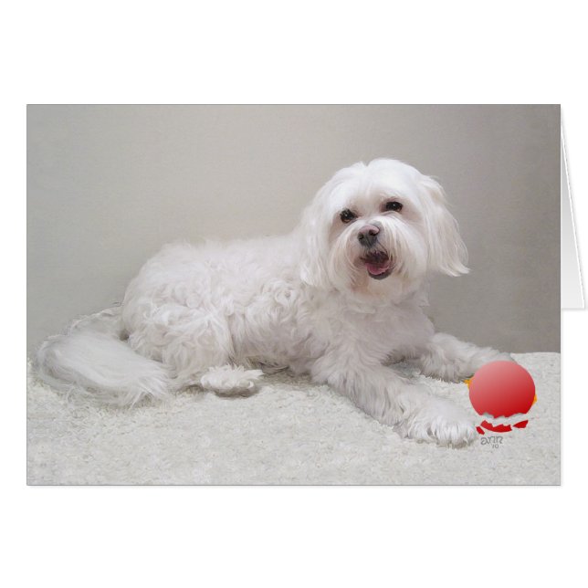Bichon Havanais avec Ornement (Devant horizontal)