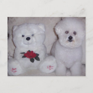 Bichon-opkomst met witte teddybeer. briefkaart
