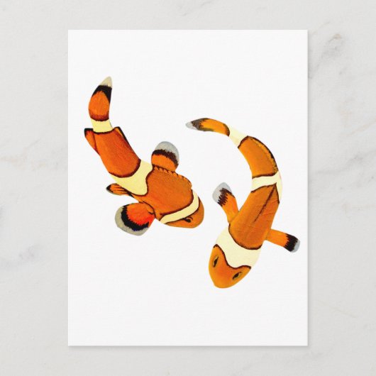 Bickering Clownfish Briefkaart (Voorkant)