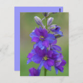 Bicolor Larkspur Briefkaart (Voorkant / Achterkant)