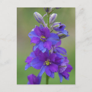 Bicolor Larkspur Briefkaart