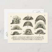 Bicorne petten briefkaart (Voorkant / Achterkant)