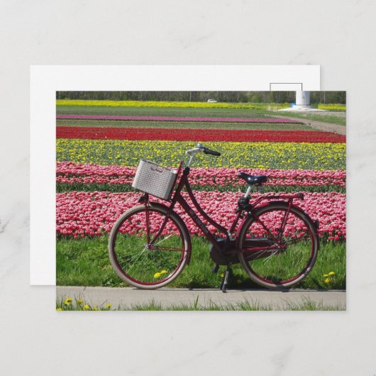 Bicyclette à Tulips Field do-it-yourself carte pos (Devant / Derrière)