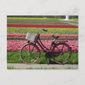 Bicyclette à Tulips Field do-it-yourself carte pos (Devant)
