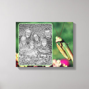 Bidden Mantis Creëer Uw eigen foto Canvas Afdruk