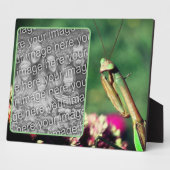 Bidden Mantis Creëer Uw eigen foto Fotoplaat (Zijkant)