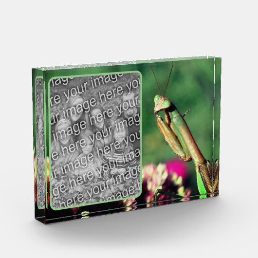 Bidden Mantis Creëer Uw Eigen Fotoblokken (Links)