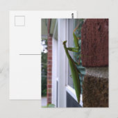 Bidden Mantis op bakstenen muur Briefkaart (Voorkant / Achterkant)