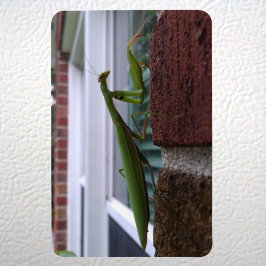 Bidden Mantis op bakstenen muur Magneet