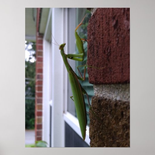Bidden Mantis op bakstenen muur Poster (Voorkant)