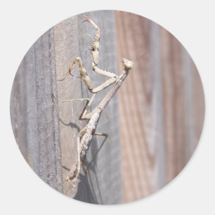 Bidden Mantis Sticker