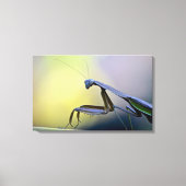 Bidden Mantis verpakt Canvas (Voorkant)