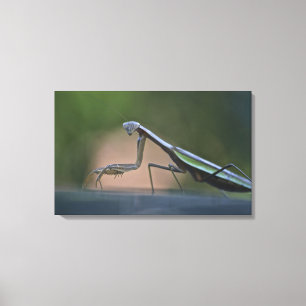 Bidden Mantis verpakt Canvas Afdruk