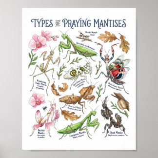 Bidsprinkhanen Watercolor Botanische Insecten Kuns Poster