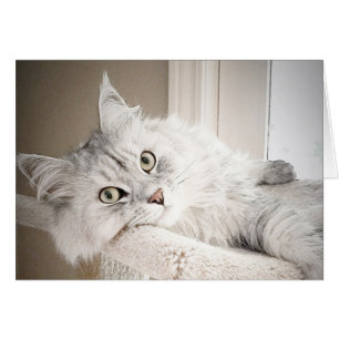 Bien, carte de MEOW