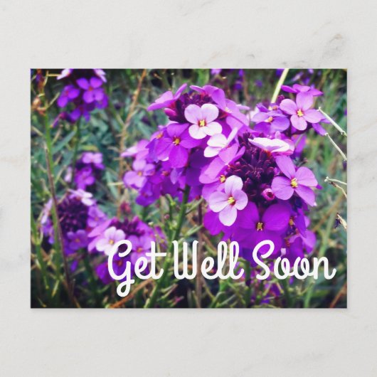 Bientôt Wallflower Bowles Mauve #1 Carte Postale (Devant)