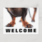 Bienvenue dans notre bureau Pog Pets carte postale (Devant)