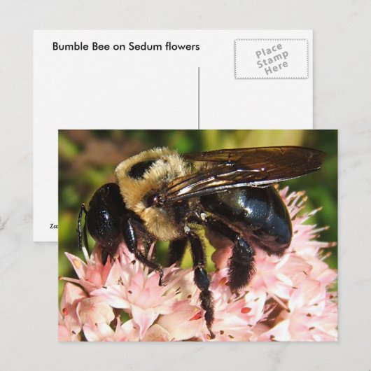 Big Bee 93 ~ carte postale (Devant / Derrière)