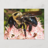 Big Bee 93 ~ carte postale (Devant)
